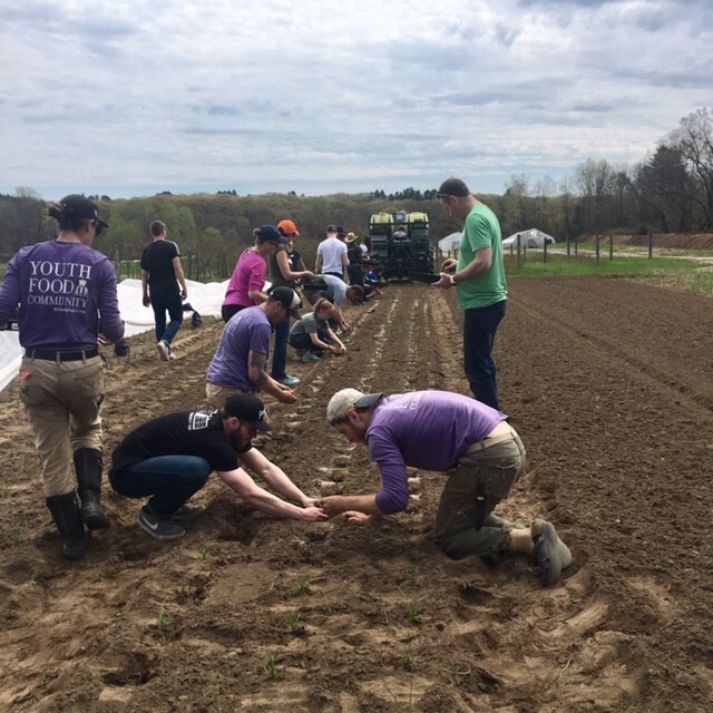 The Food Project planting onions