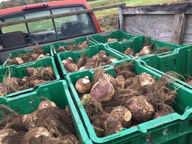 rutabaga in the truck
